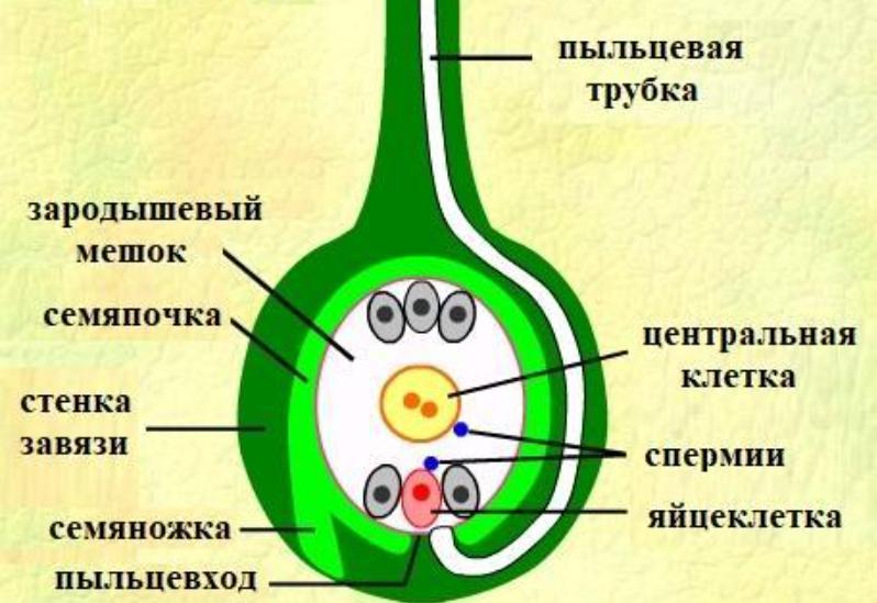 Вегетативные и генеративные ядра. Семяпочка. Пыльцевход. Вегетативная клетка. Пыльцевая трубка это половая клетка.