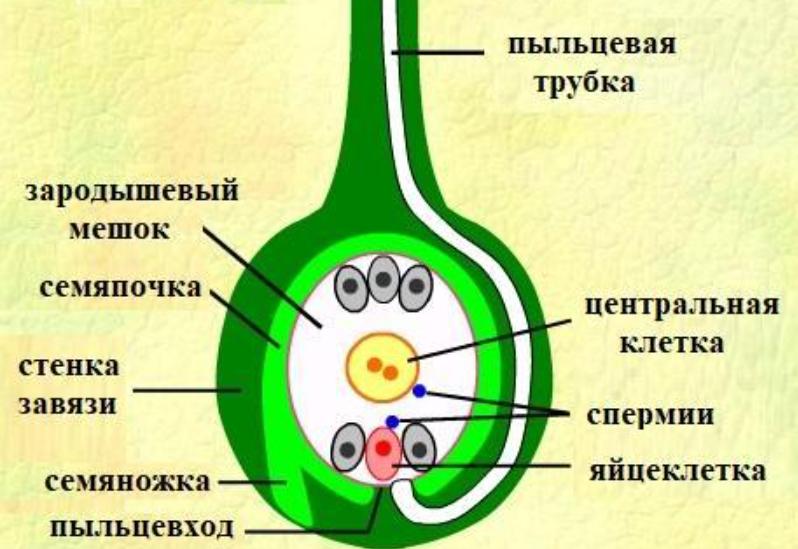 Генеративное ядро. Семяпочка. Пыльцевход. Вегетативная клетка. Пыльцевая трубка это половая клетка.