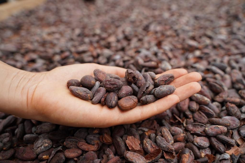 какао польза и вред