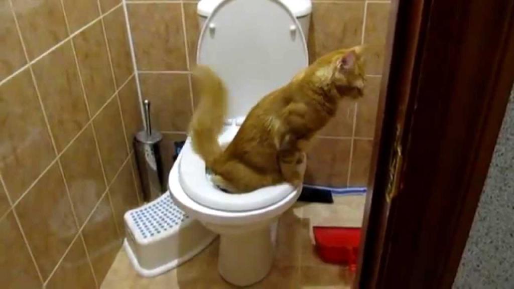 как приучить котенка к туалету
