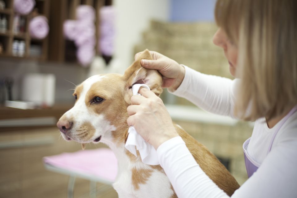 ушной клещ у собак фото лечение