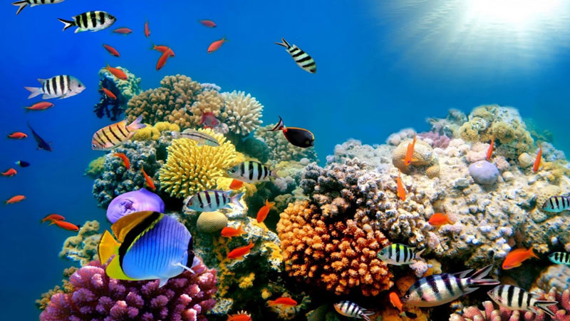 Великолепие подводного мира