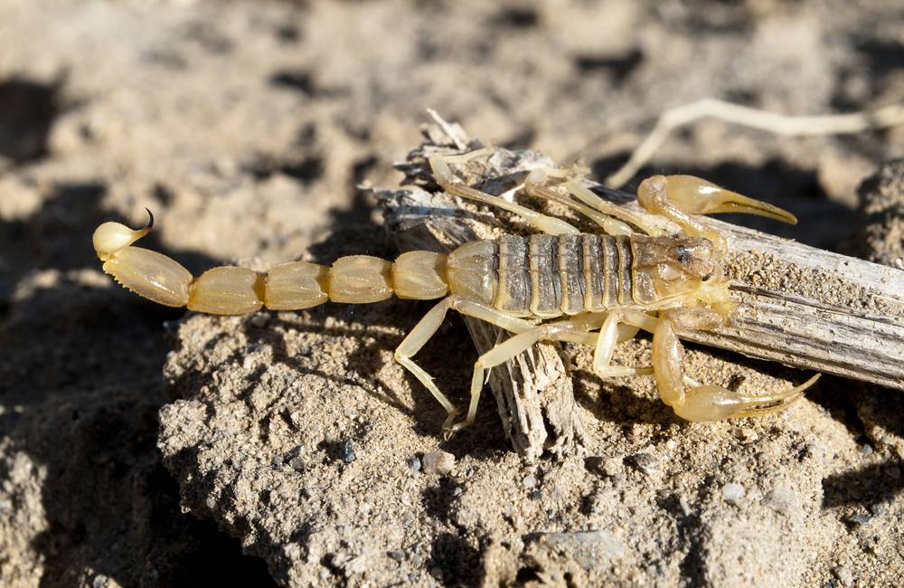 The most poisonous scorpion