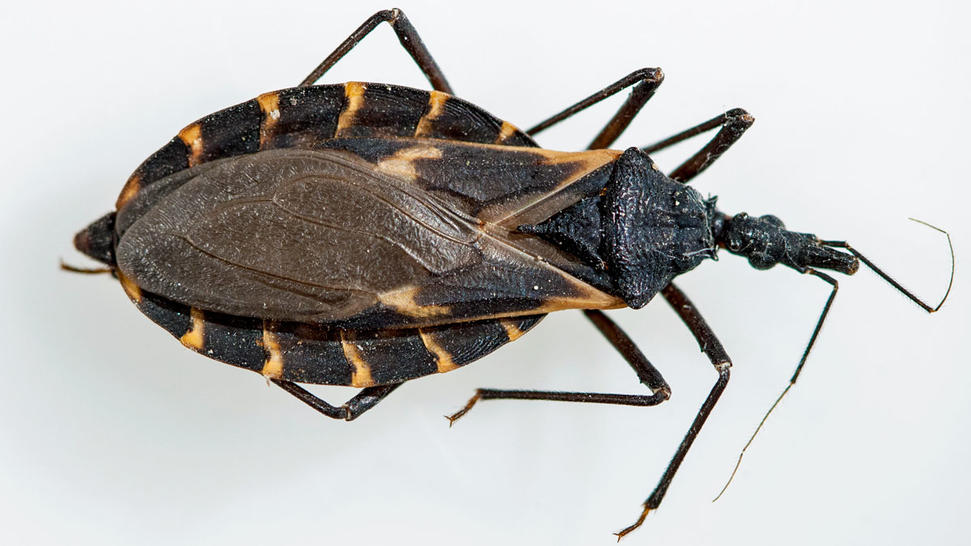 Beetle Giving a Deadly Kiss