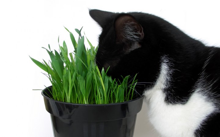 Кошка и растение