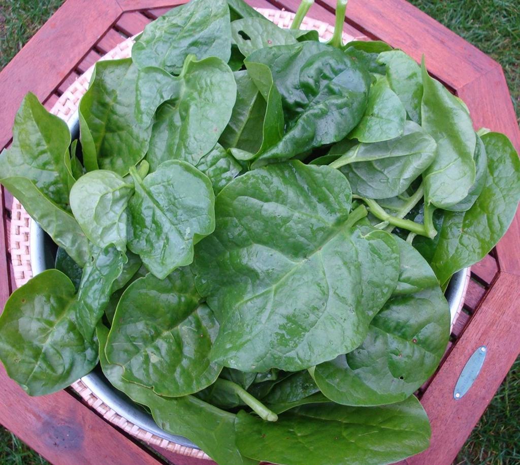 Шпинат вкус на что похоже. Шпинат огородный. Шпинат огородный вкус. Шпинат безвкусный. Малабарский шпинат.