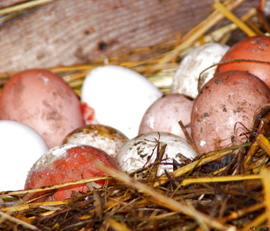 К чему снятся яйца куриные в гнезде. Грязное куриное яйцо. Кролики вылупляются из яиц. Приснились куриные яйца. Немытые яйца.