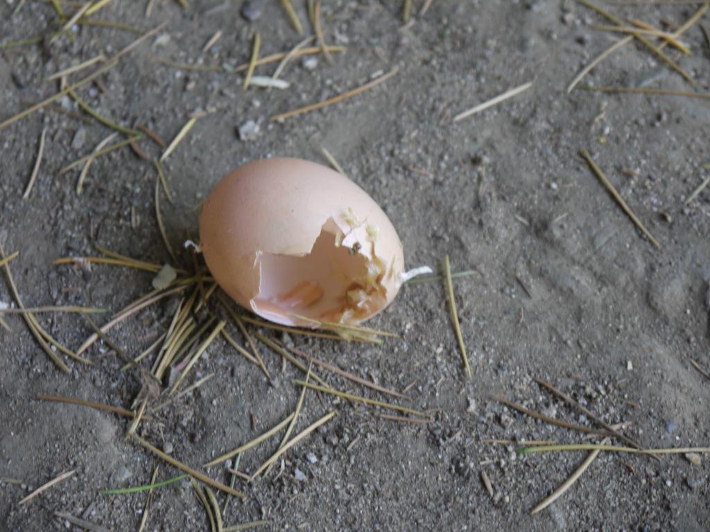 Скорлупа от яйца