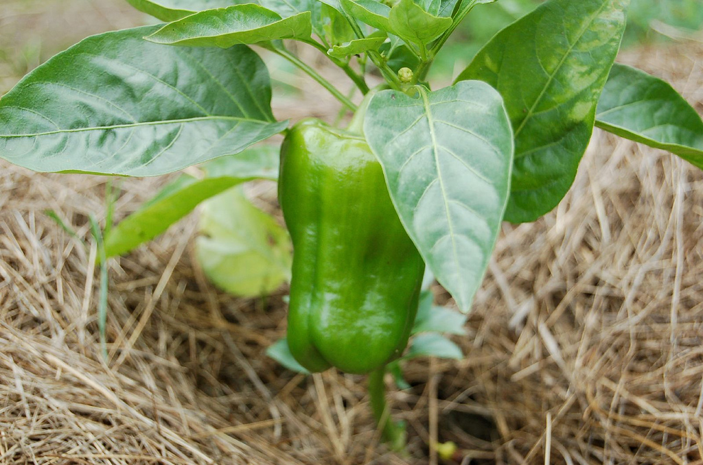 Ripening bell pepper