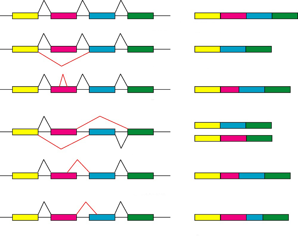 варианты сшивания экзонов