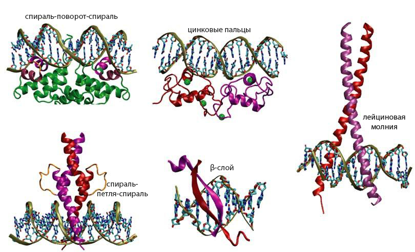 ДНК-связывающие мотивы ТФ