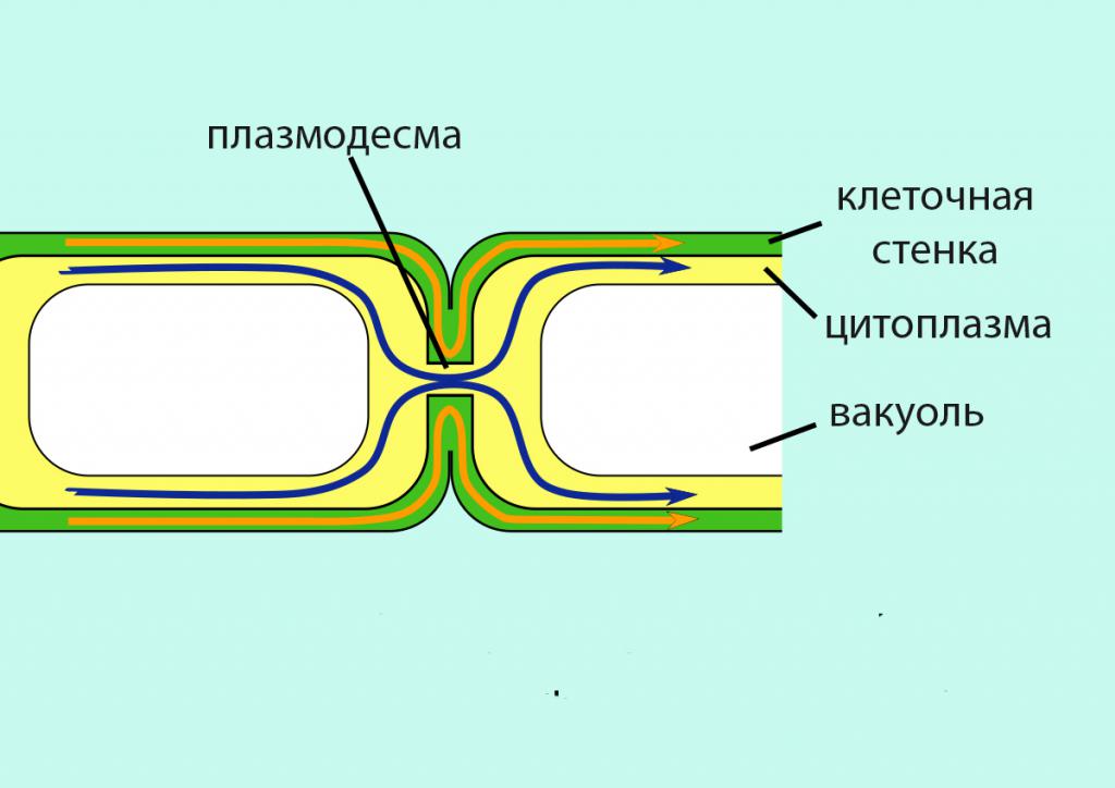 Плазмодесма  это разновидность межклеточных контактов. Строение и функции плазмодесм