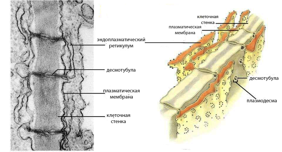 micrograph and schematic model of plasmodesm