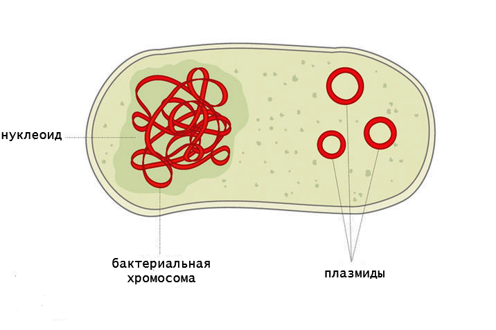 распределение бактериального генома