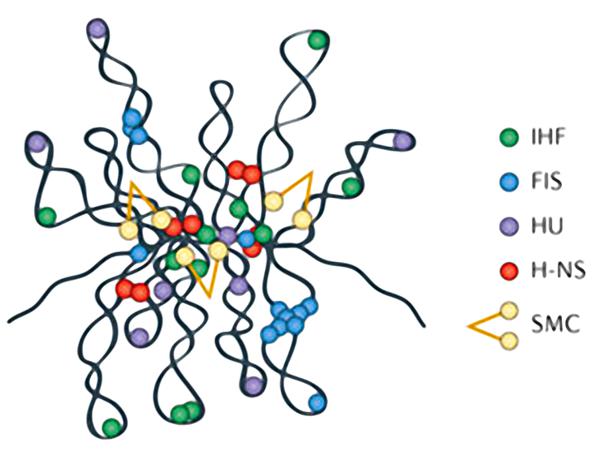 роль белков в структурировании ДНК нуклеоида