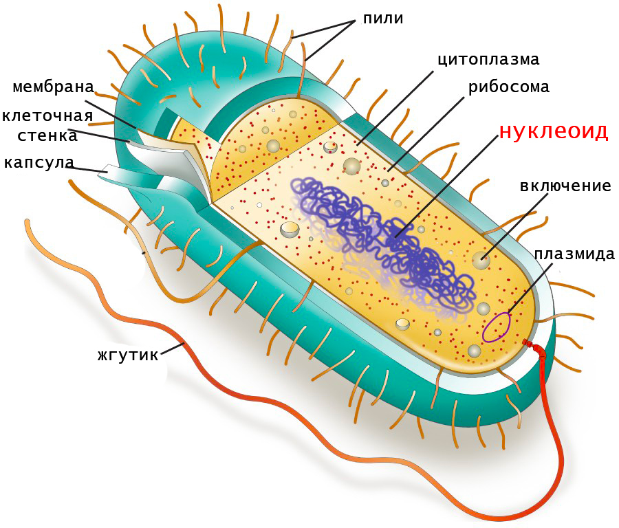 нуклеоид на схеме строения бактерии