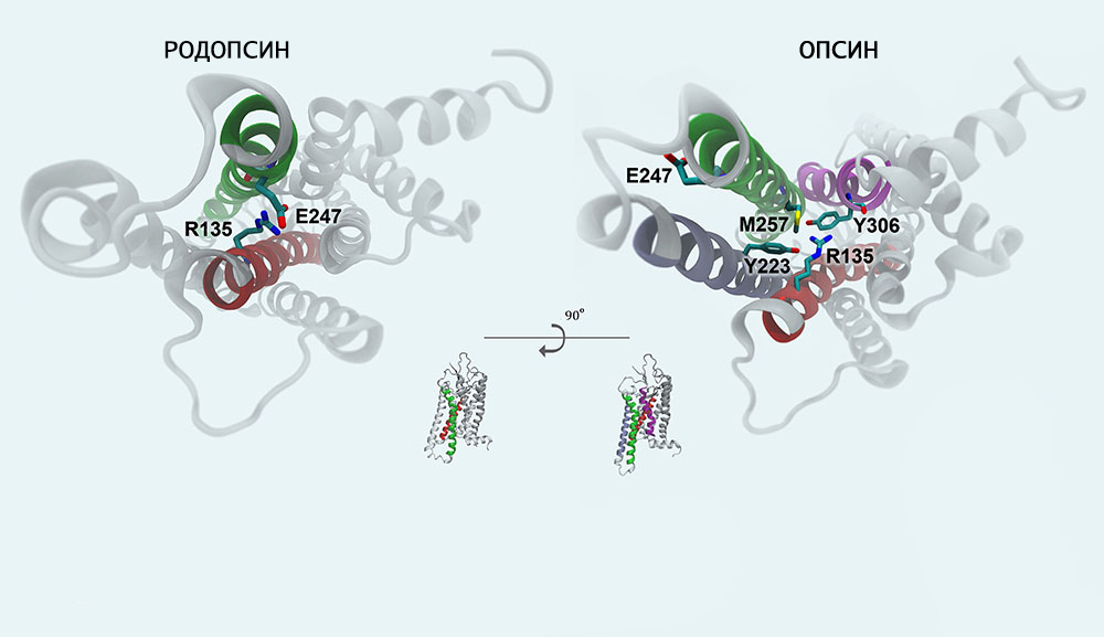 molecular configuration of rhodopsin and opsin