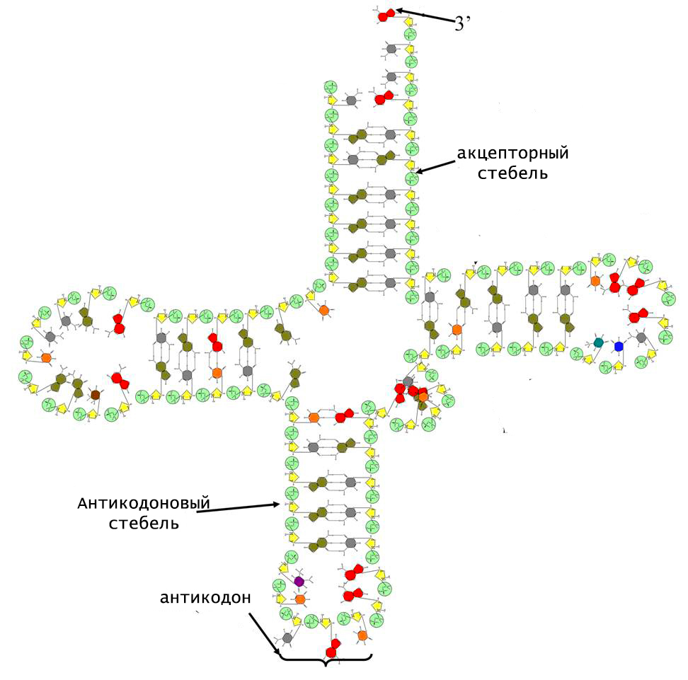 молекулярная структура тРНК