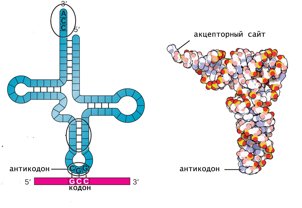 вторичная и третичная структуры тРНК