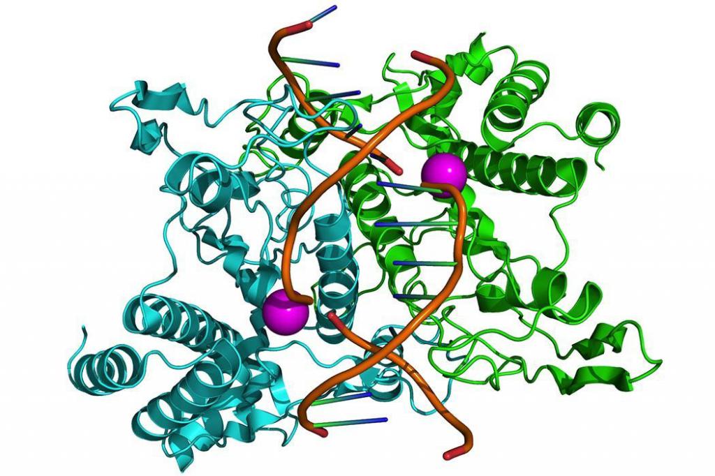 молекулярная структура рестриктазы в действии