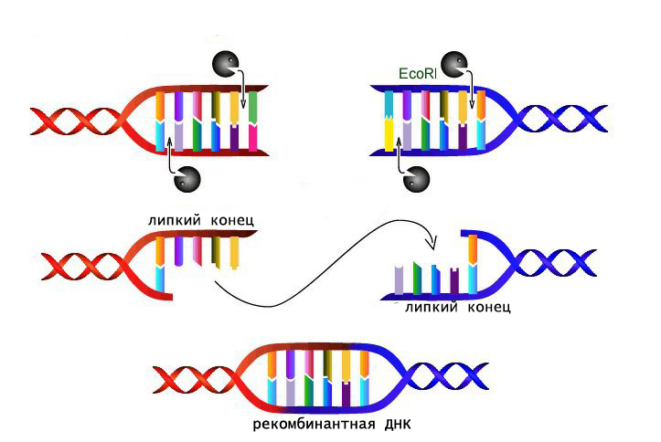 создание рекомбинантной ДНК при помощи рестриктаз