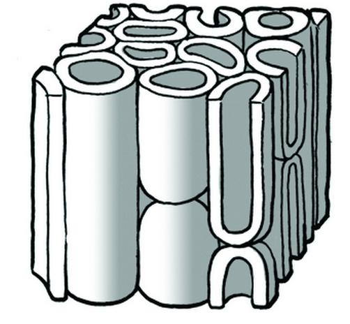 sclerenchyma cells