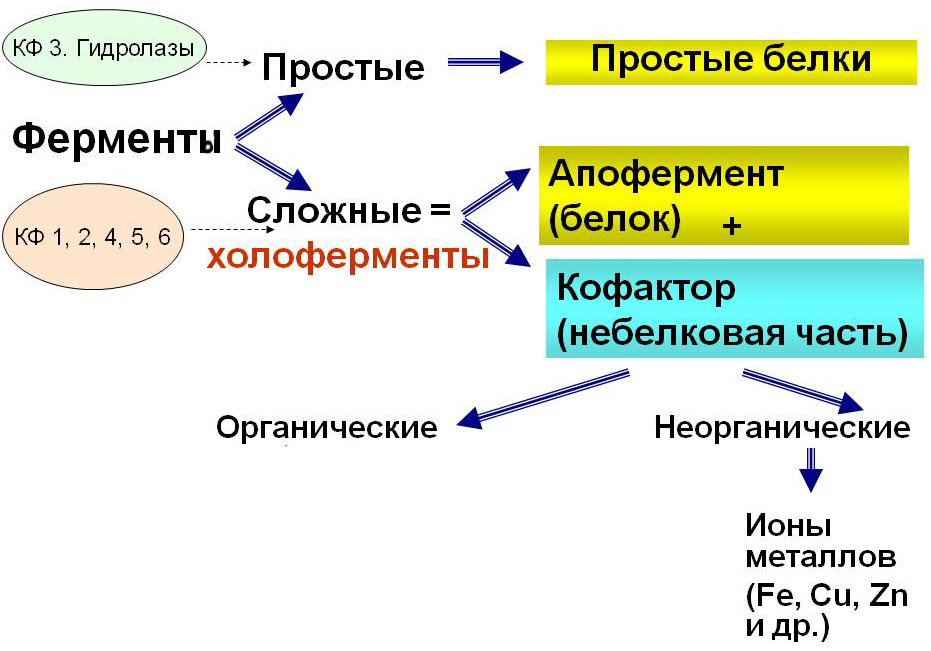 Схема анри ферменты