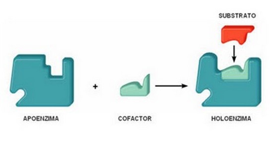 Apoenzyme and holoenzyme