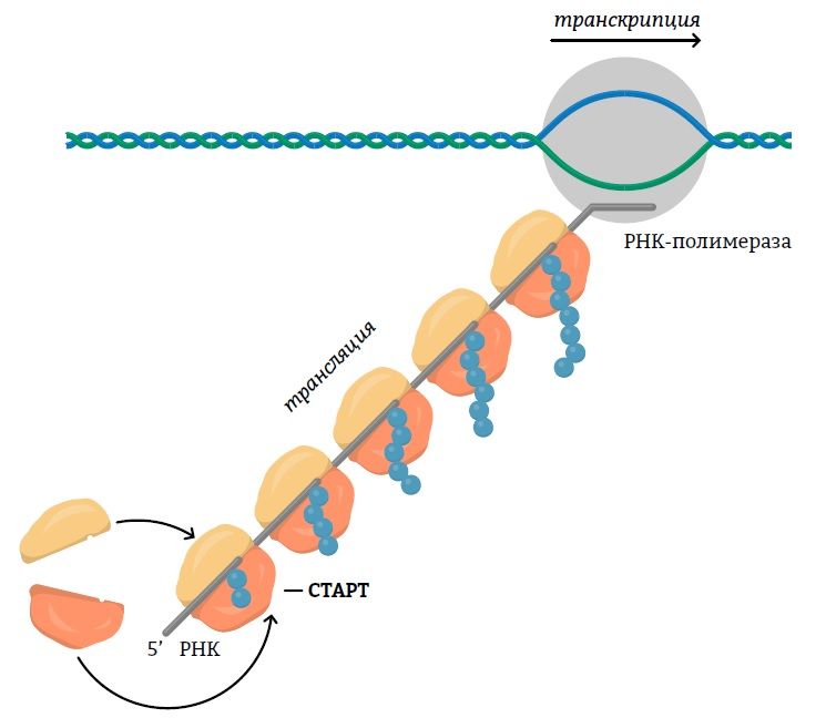 Транскрипция генома. Строение МРНК прокариот. Структура МРНК эукариот. Структура МРНК прокариот. Транскрипция и трансляция у прокариот.