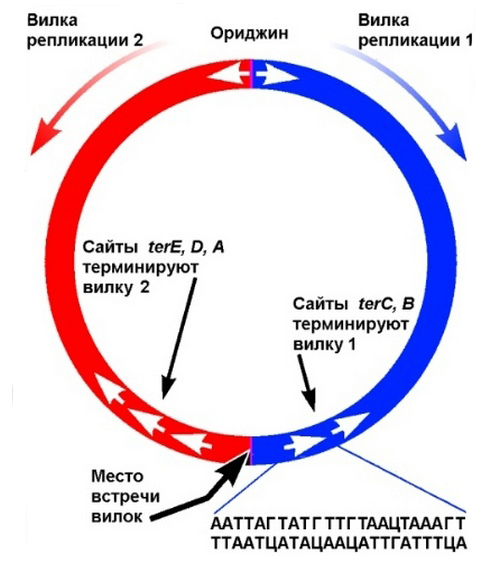 терминация репликации у прокариот