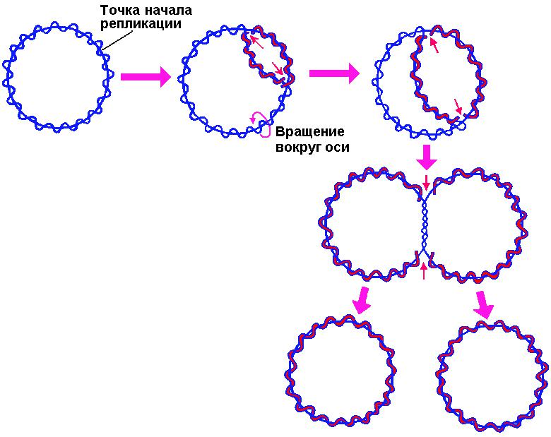 схема двунаправленной репликации кольцевой молекулы ДНК