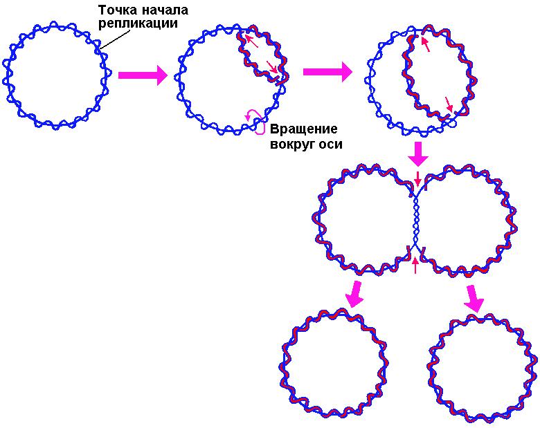 Кольцевая днк. Схема репликации ДНК прокариот. Репликация кольцевой ДНК. Репликация бактериальной ДНК. Репликация кольцевой молекулы ДНК.