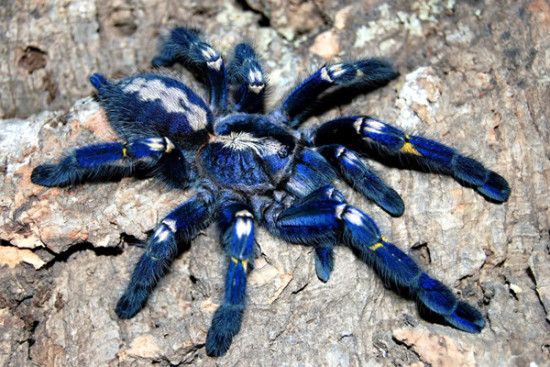 blue tarantula spider