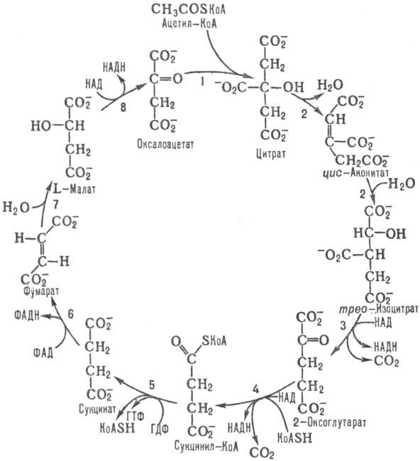 цикл трикарбоновых кислот