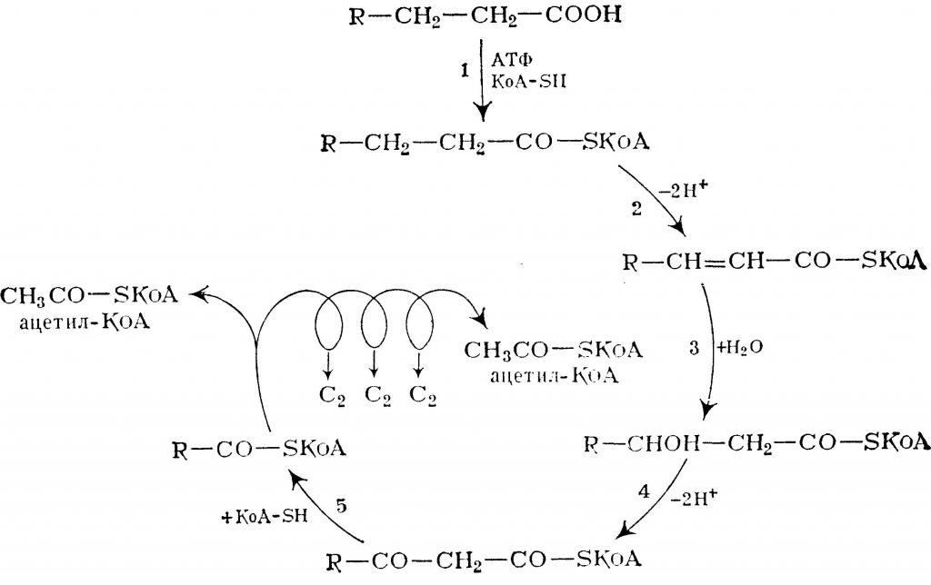 схема циклов бета-окисления