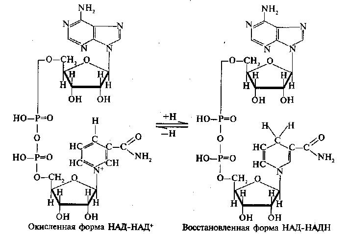 an example of oxidoreductase