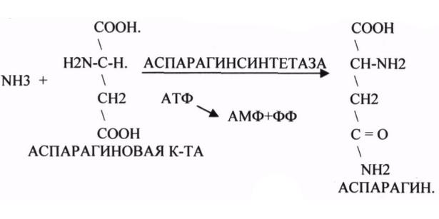 synthetase reaction