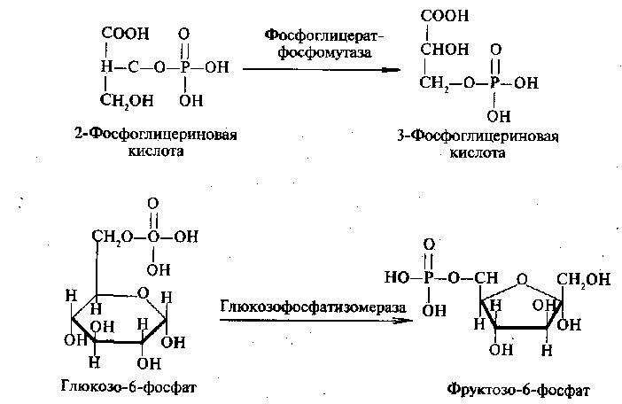 examples of isomerase action