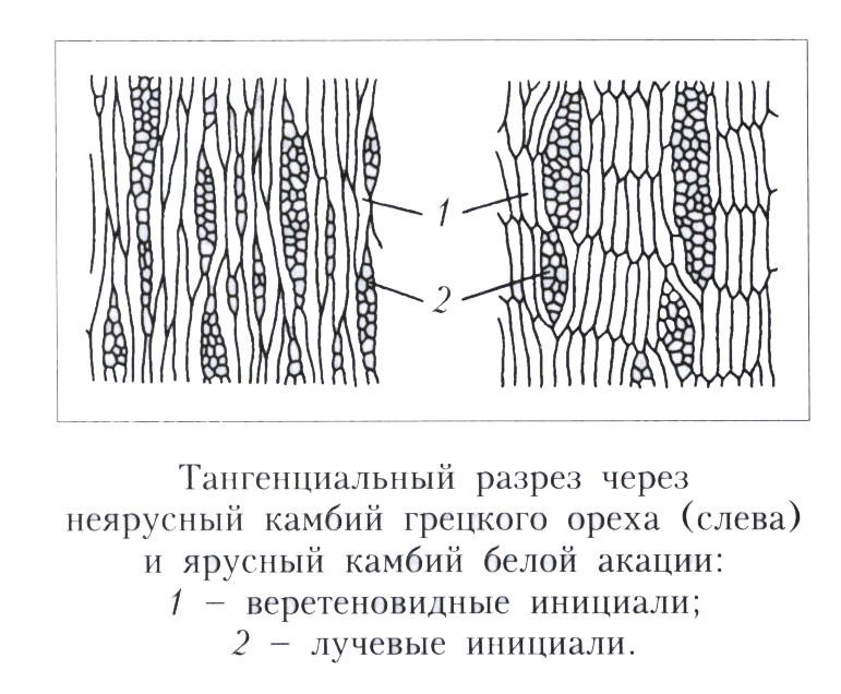 Cambia cells