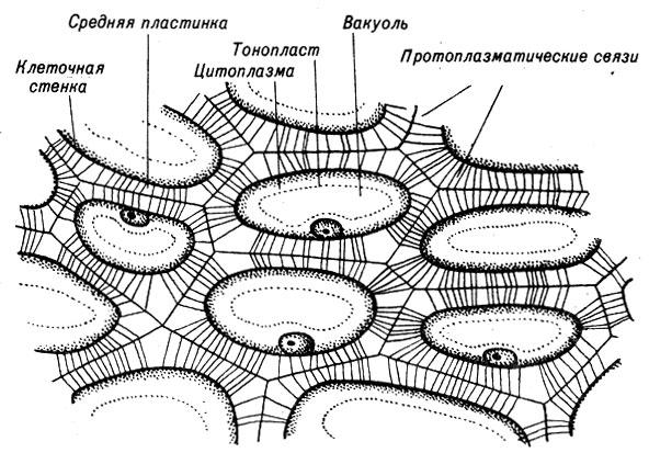 клетки эндосперма