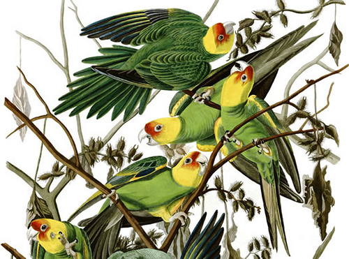 рисунок каролинского попугая