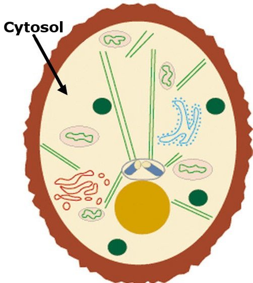 расположение цитозоля в клетке