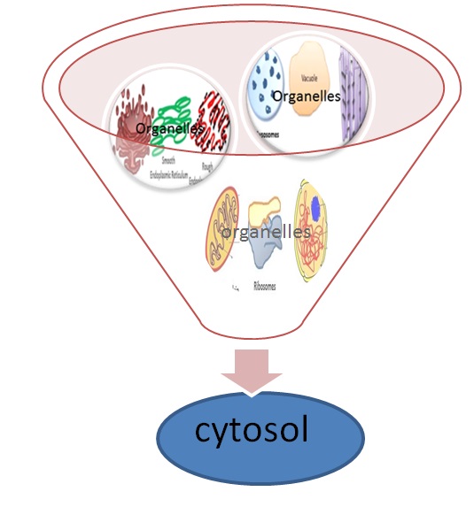 цитозоль как часть цитоплазмы