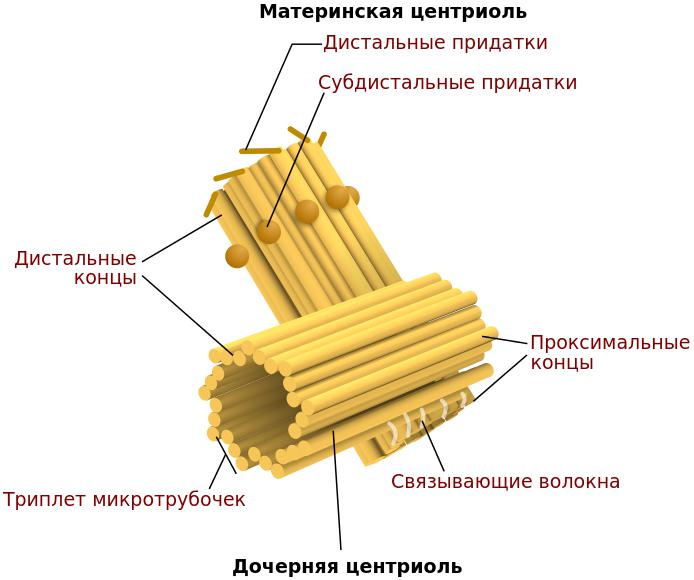 строение диплосомы