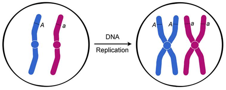 Двухроматидные хромосомы. Репликация ДНК хромосом. Репликация удвоение хромосом. Репликация ДНК В интерфазе. Хромосомы и репликация ДНК рисунок.