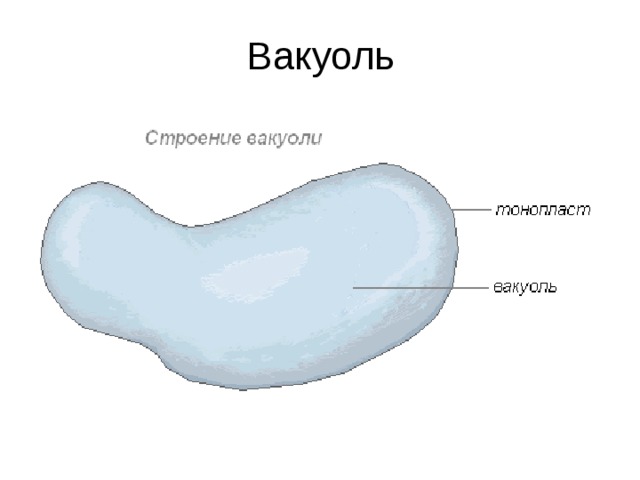 вакуолярная мембрана