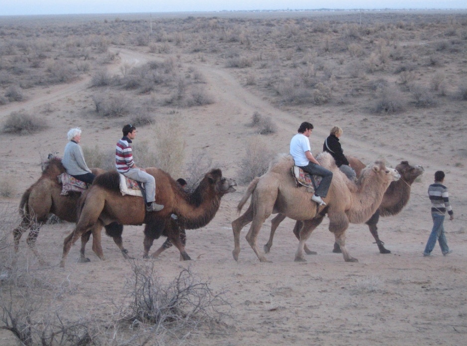 прогулка на верблюдах в районе Айдаркуля