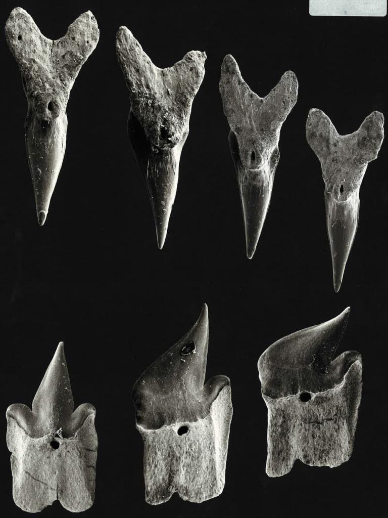 зубы карликовой акулы
