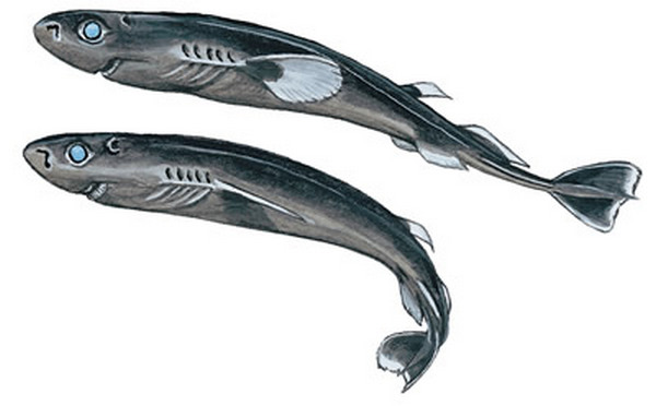 строение тела пигмейской акулы