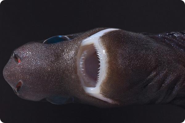 голова карликовой акулы (вид снизу)